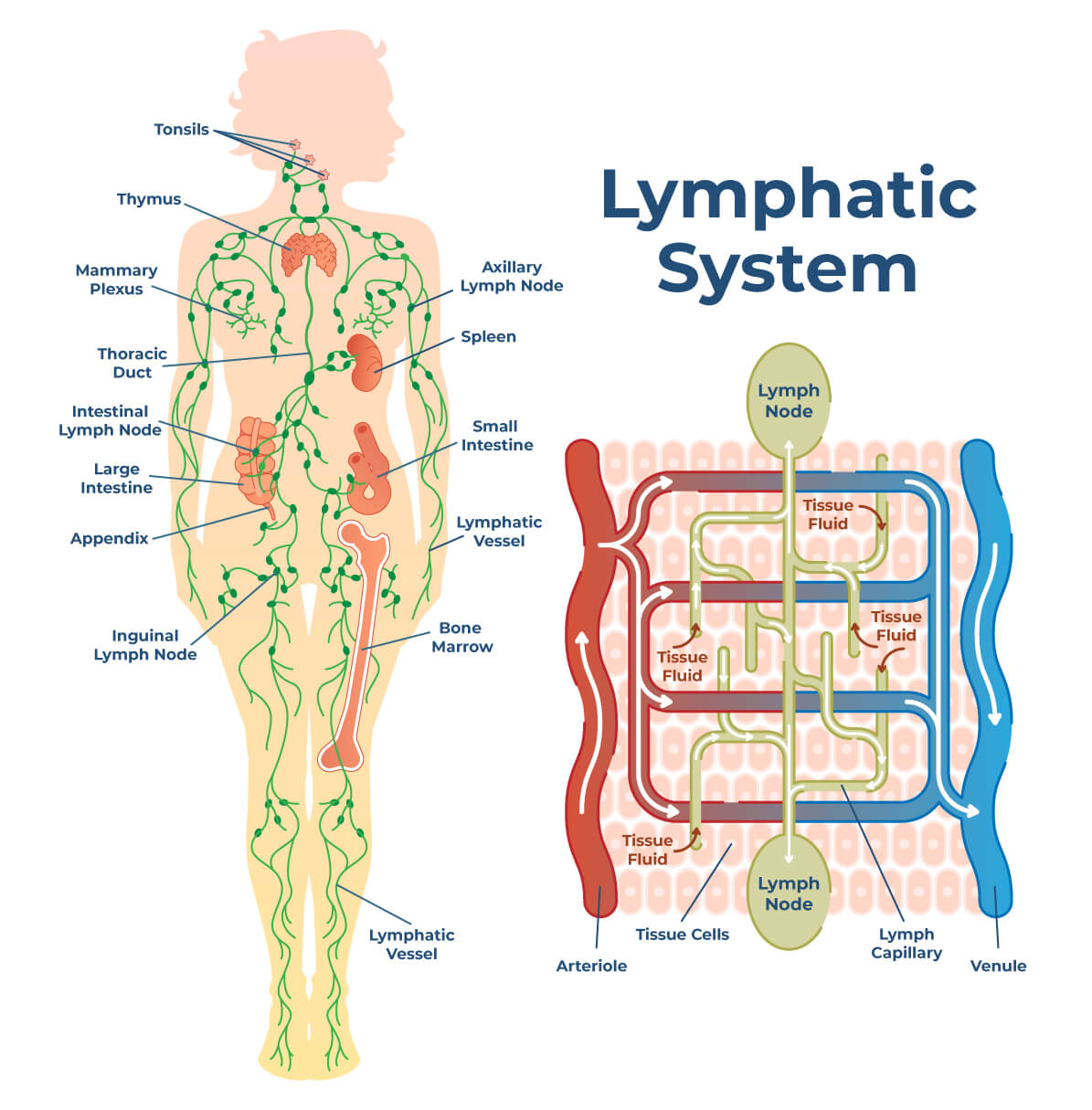 Everything You Need To Know About Lymphatic Drainage My Xxx Hot Girl
